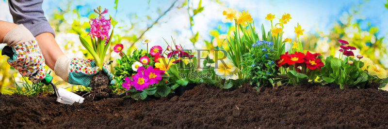 在花园里种花正版图片素材