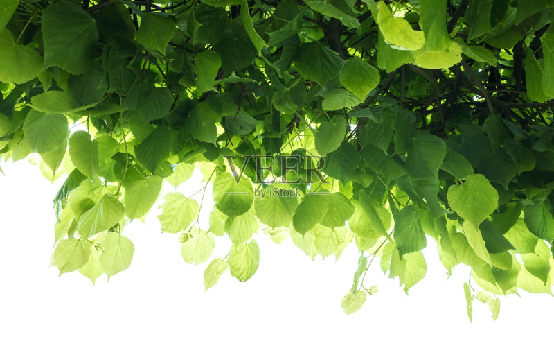 新鲜的绿色树叶在白色的背景正版图片素材