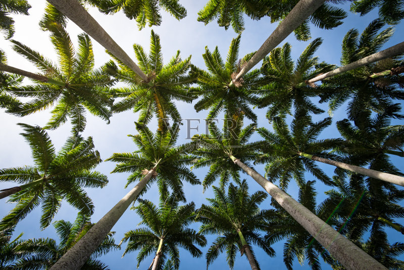 棕榈树正版图片素材
