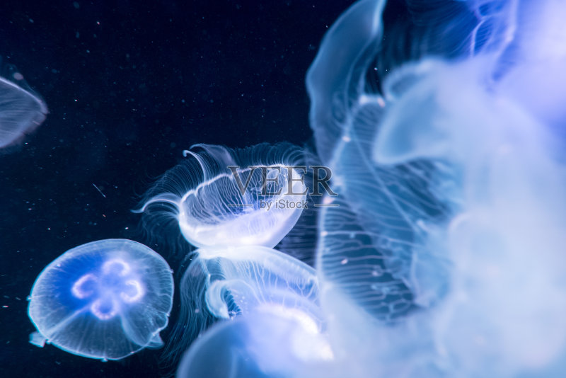 水族馆里的月亮水母正版图片素材