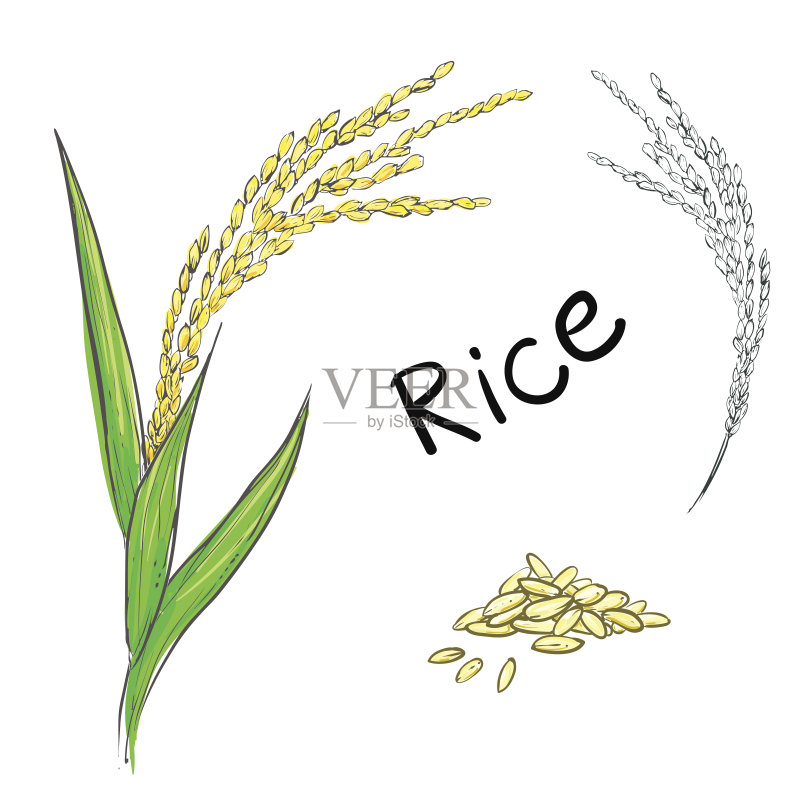 水稻植物和谷物矢量图正版元素素材