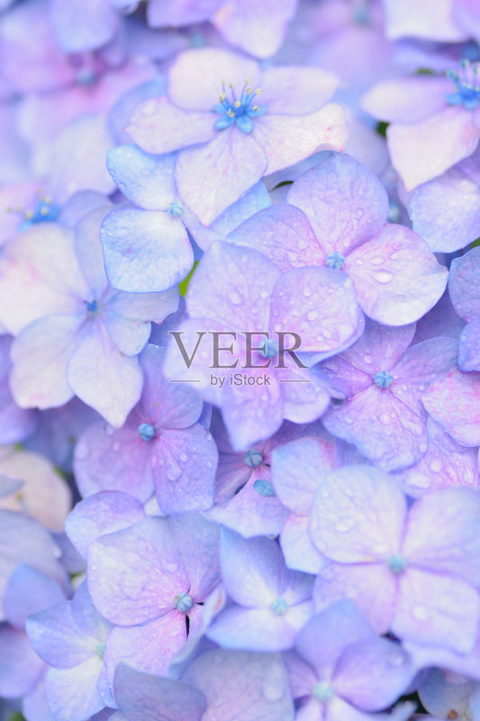 宏观纹理蓝色绣球花与水滴正版图片素材