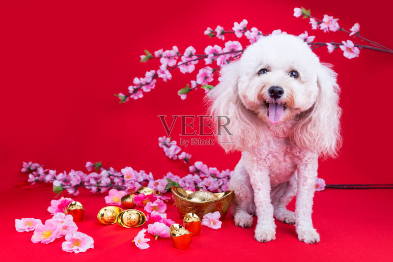 狗在中国新年设置在红色背景正版图片素材