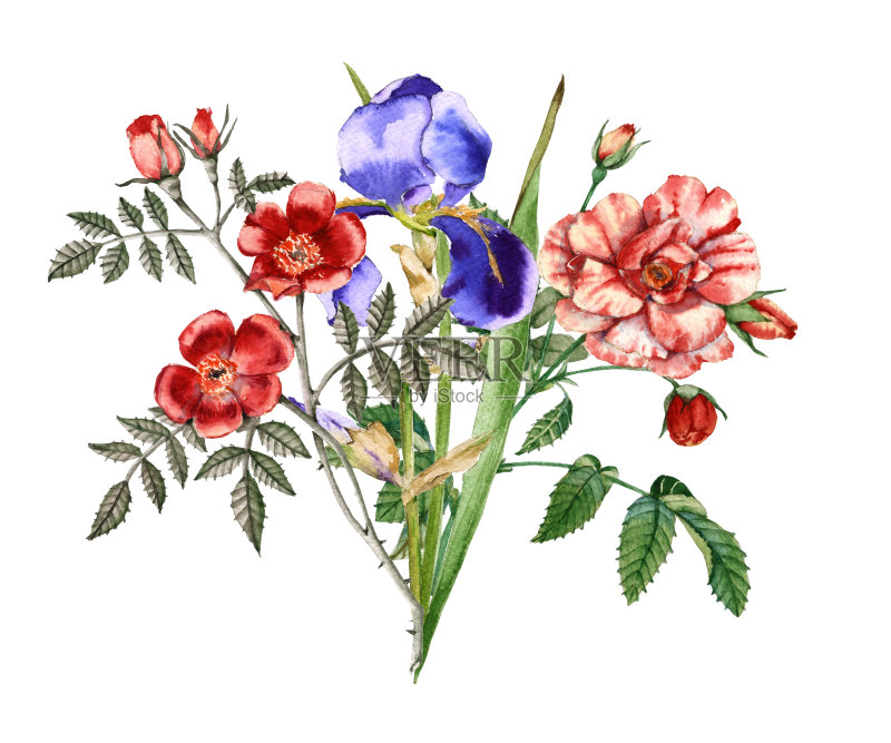 一束鸢尾花和玫瑰。孤立在白色背景上。正版插画素材