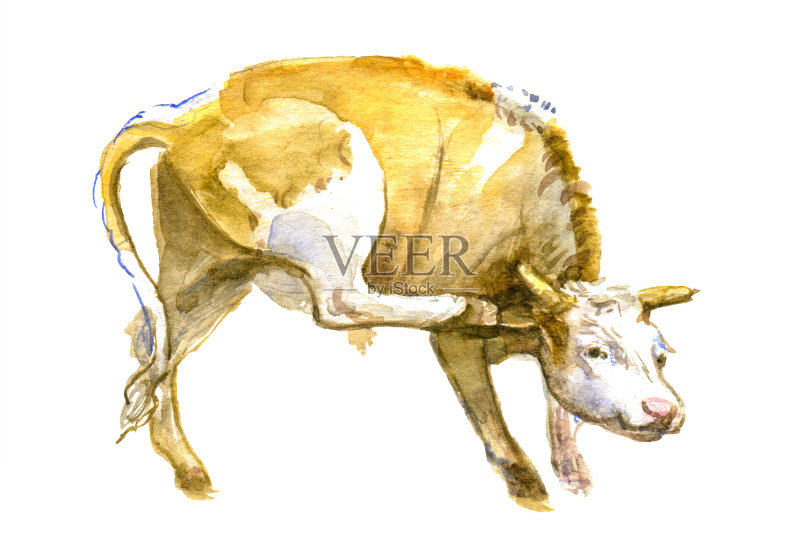 滑稽可爱的小牛孤立在白色正版插画素材