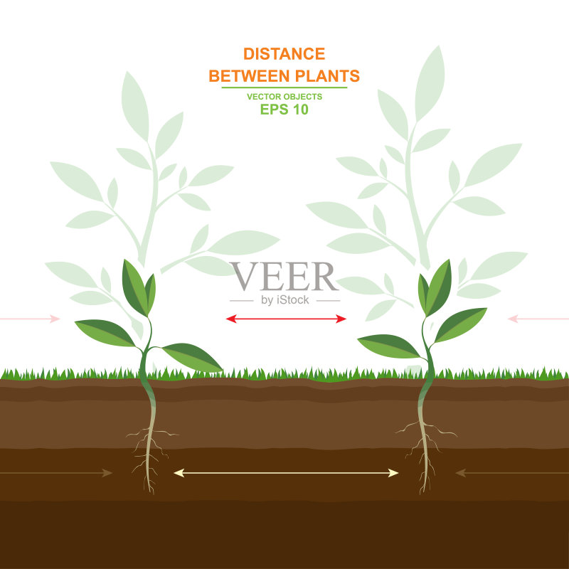 适当种植的矢量图。间距的植物。种植距离指南。最优距离种植。植物之间的距离。有用的信息正版元素素材