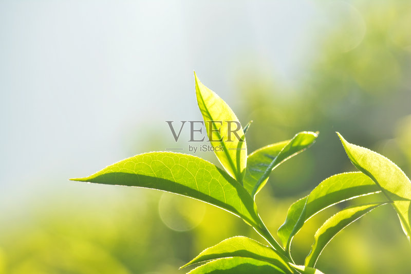 印度茶园正版图片素材