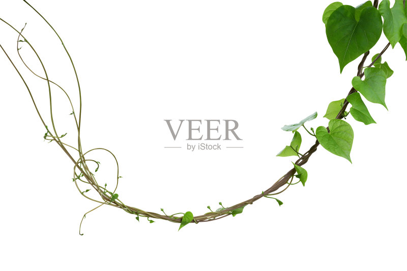 心状的绿色植物叶子朦胧牵牛花(Ipomoea obscura)攀缘藤本植物孤立在白色背景，包括修剪路径。正版图片素材