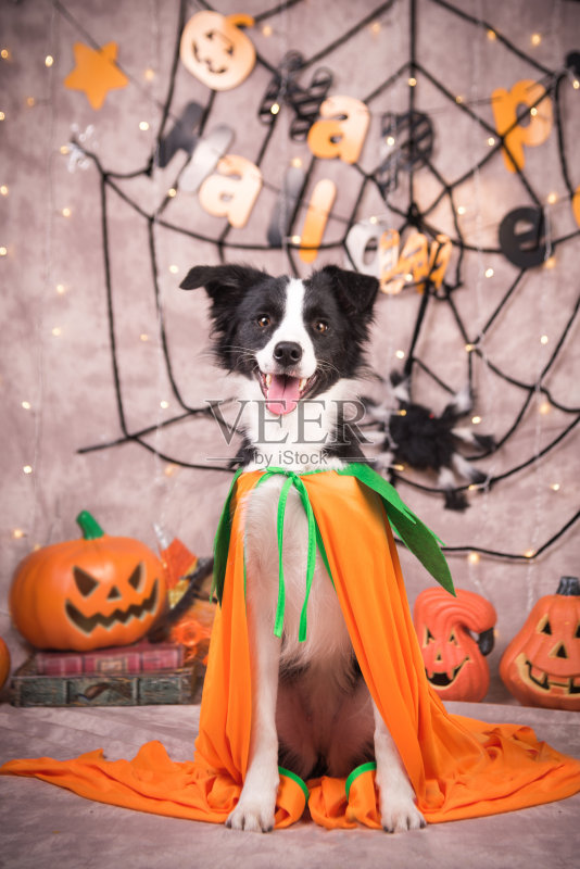 边境牧羊犬正版图片素材