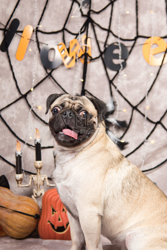 哈巴狗狗正版图片素材