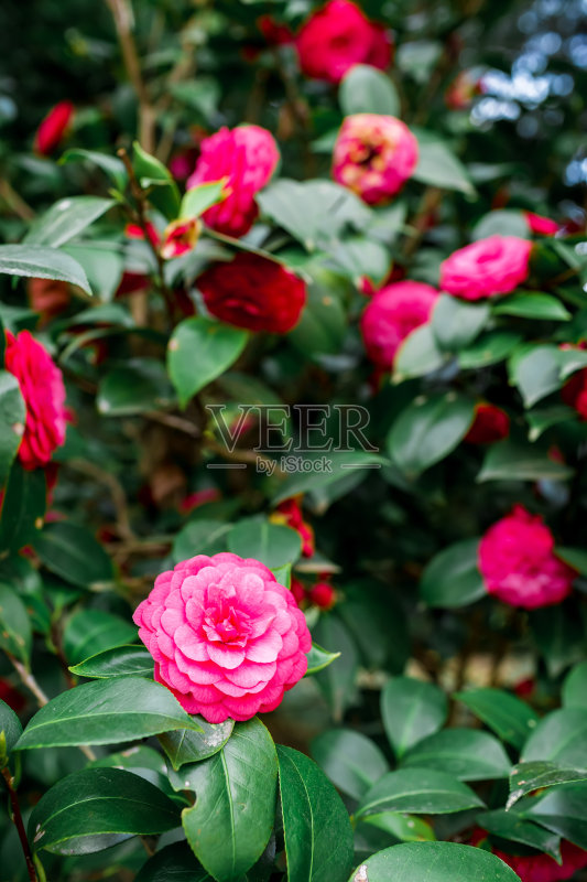 粉红色的花在春天。日本紫色的山茶花。花的背景正版图片素材