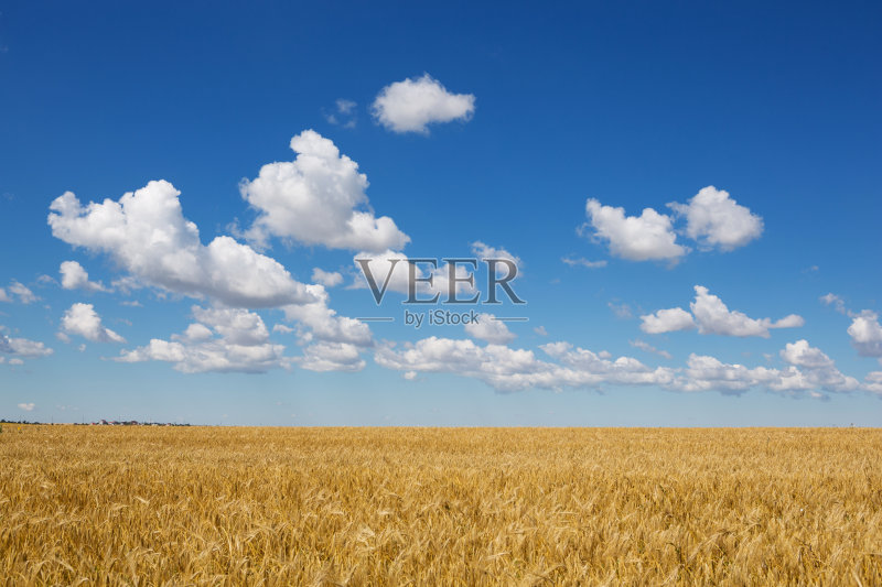 麦田，成熟的黄麦，蓝天正版图片素材