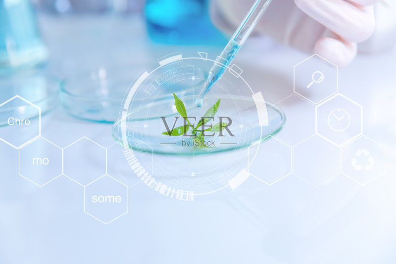 选择性聚焦一种小型有机植物，美丽的背景，科学家正在从有机天然中取样化学提取物，研发背景，正版图片素材