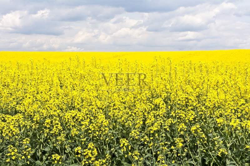 在早春开花期间，有云和油菜籽田的景观。正版图片素材