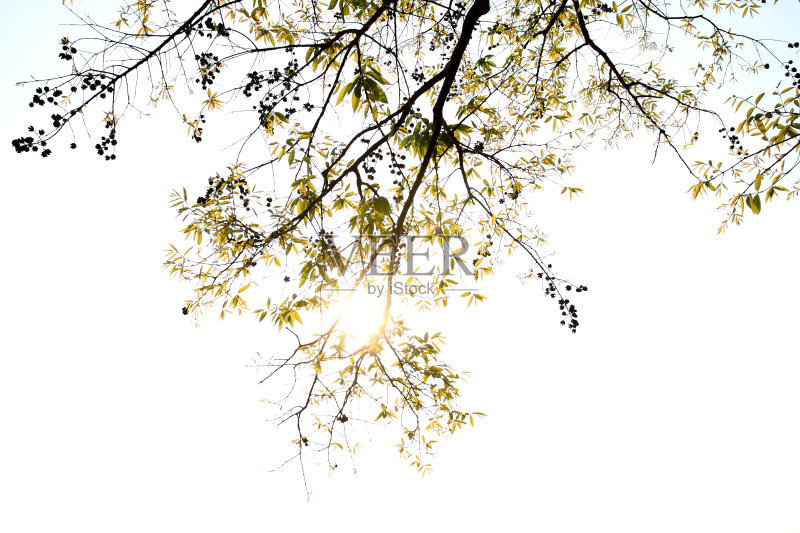 春天的叶子正版图片素材