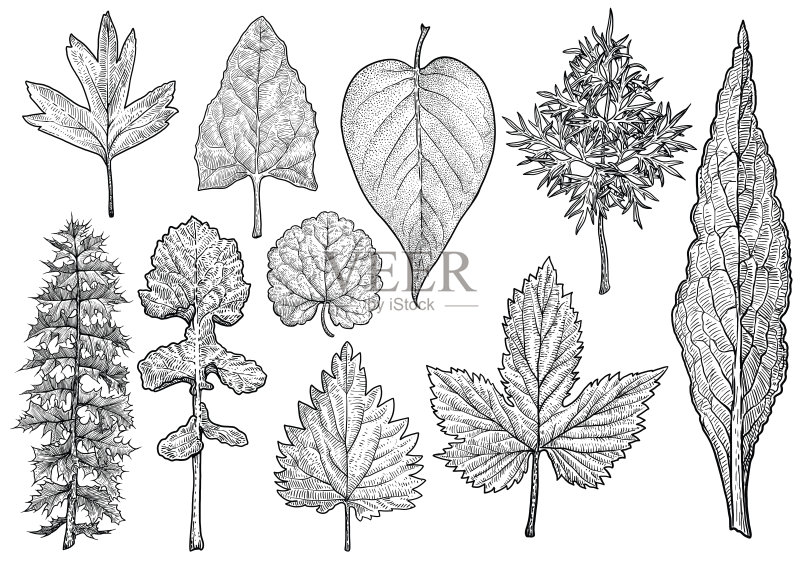 组叶插图，绘画，雕刻，水墨，线条艺术，矢量正版插画素材