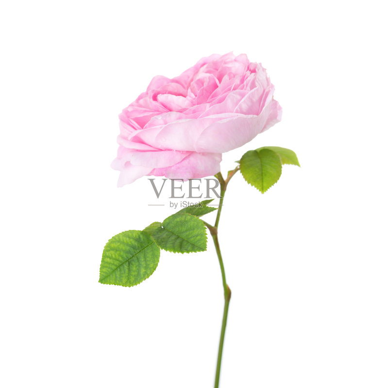 分开在白色上的浅粉红色玫瑰。茶玫瑰正版图片素材