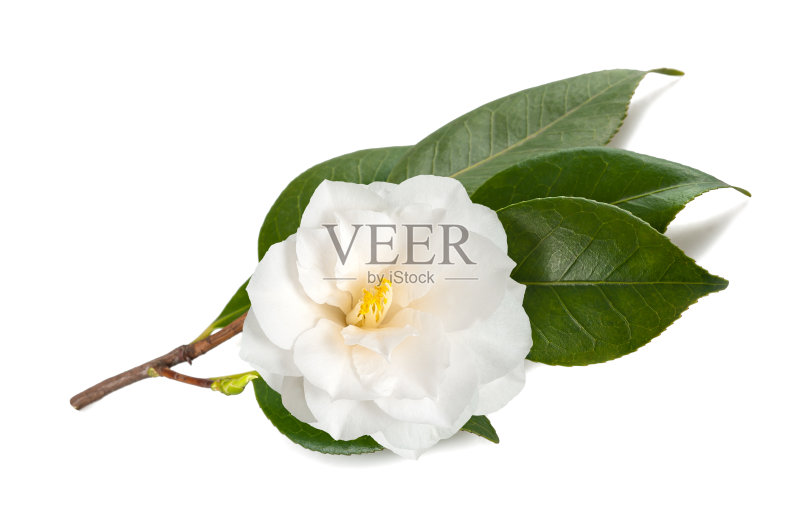 山茶花的枝条上有花正版图片素材