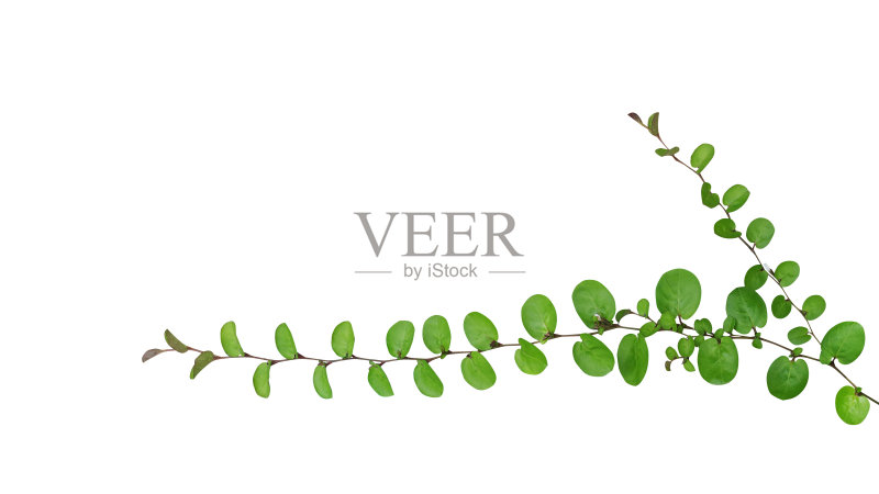 小圆叶匍匐植物，圆叶旋花(圆叶旋花)孤立于白色背景，包括修剪路径。正版图片素材