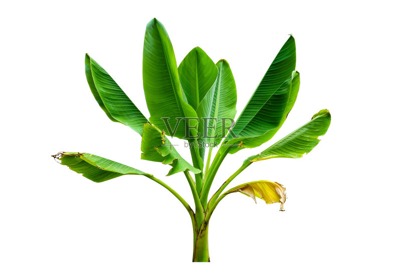 香蕉棕榈树孤立在白色正版图片素材