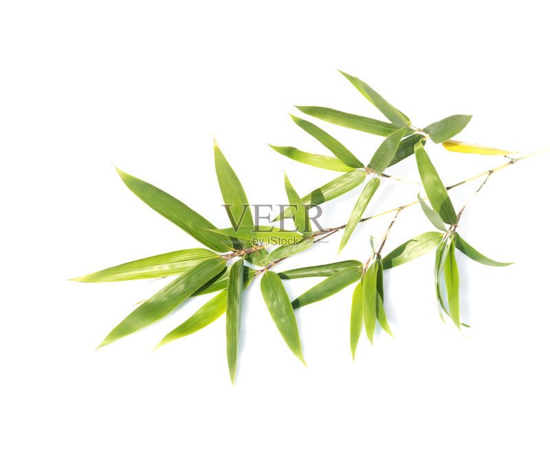 竹孤立的照片正版图片素材