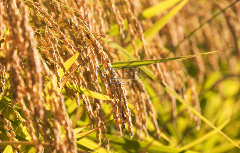 韩国金秋稻田正版图片素材