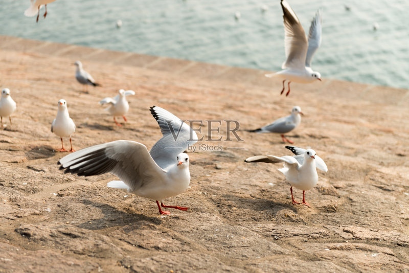 海鸥正版图片素材