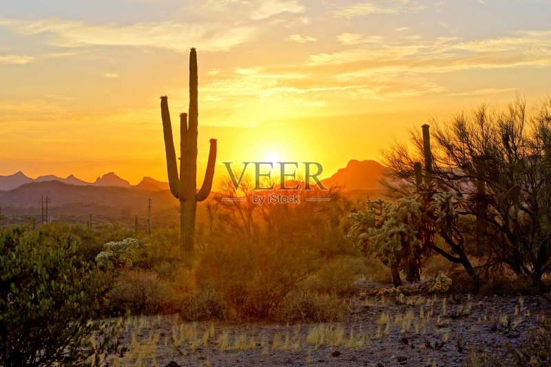 日落亚利桑那沙漠与仙人掌正版图片素材