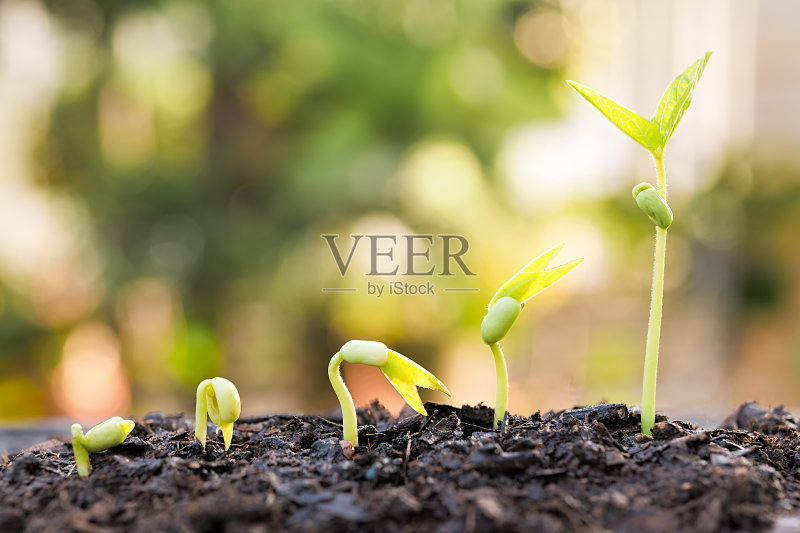 树木生长的步骤。正版图片素材