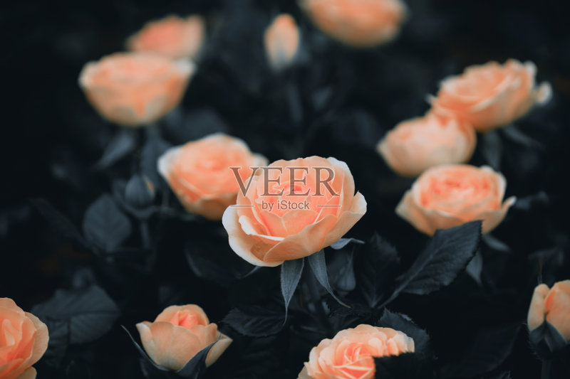 玫瑰花在花园里盛开的特写正版图片素材