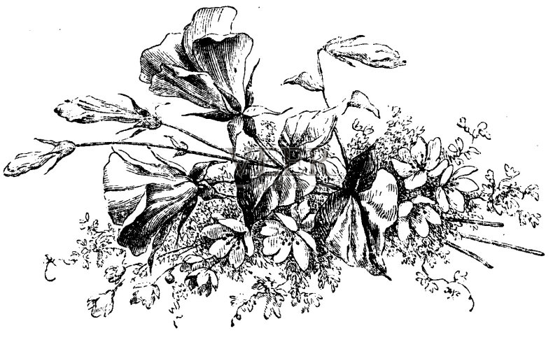 维多利亚时代的故事页装饰了一束鲜花;19世纪插花和书页装饰1879年正版插画素材