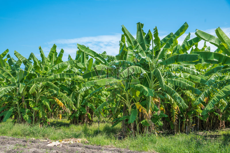 香蕉树正版图片素材