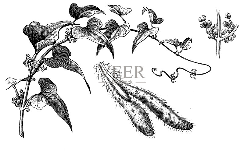 山药(薯蓣、山药)正版插画素材