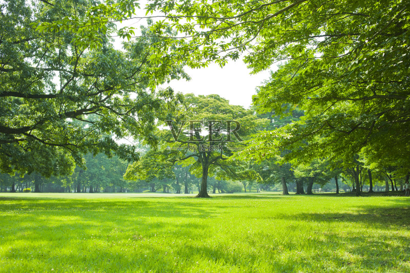 公園　芝生正版图片素材