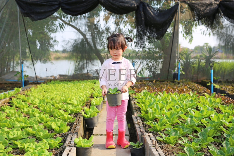 农夫小女孩抱着小莴苣盆在莴苣丛中。正版图片素材