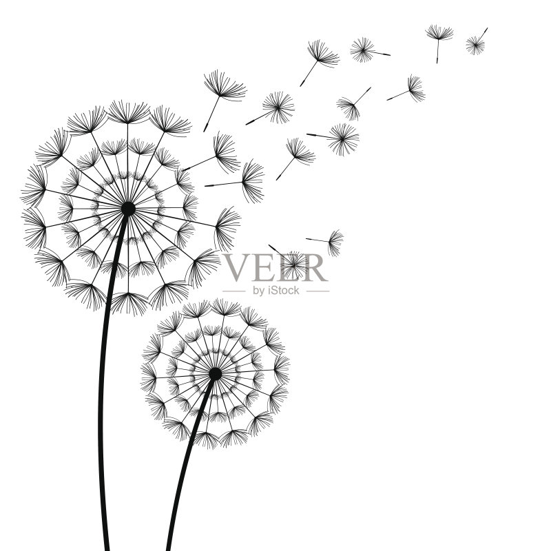 黑色蒲公英与飞行绒毛在白色的背景正版元素素材