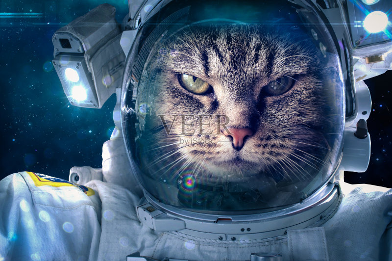 猫在太空正版图片素材