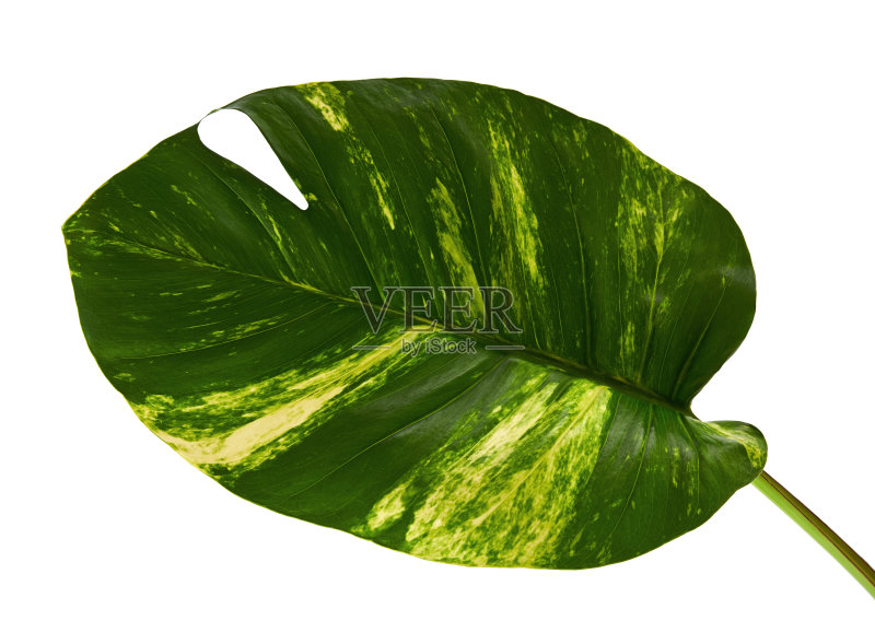 魔鬼的常春藤，金色的pothos, Epipremnum aureum，心形的叶子藤与大叶子孤立在白色的背景，与修剪路径正版图片素材