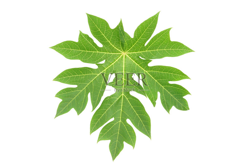 木瓜叶正版图片素材