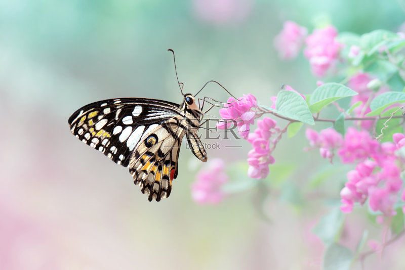 蝴蝶合上爱的花链正版图片素材