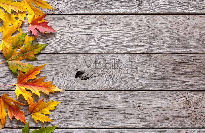 秋天的背景，黄色的枫叶正版图片素材