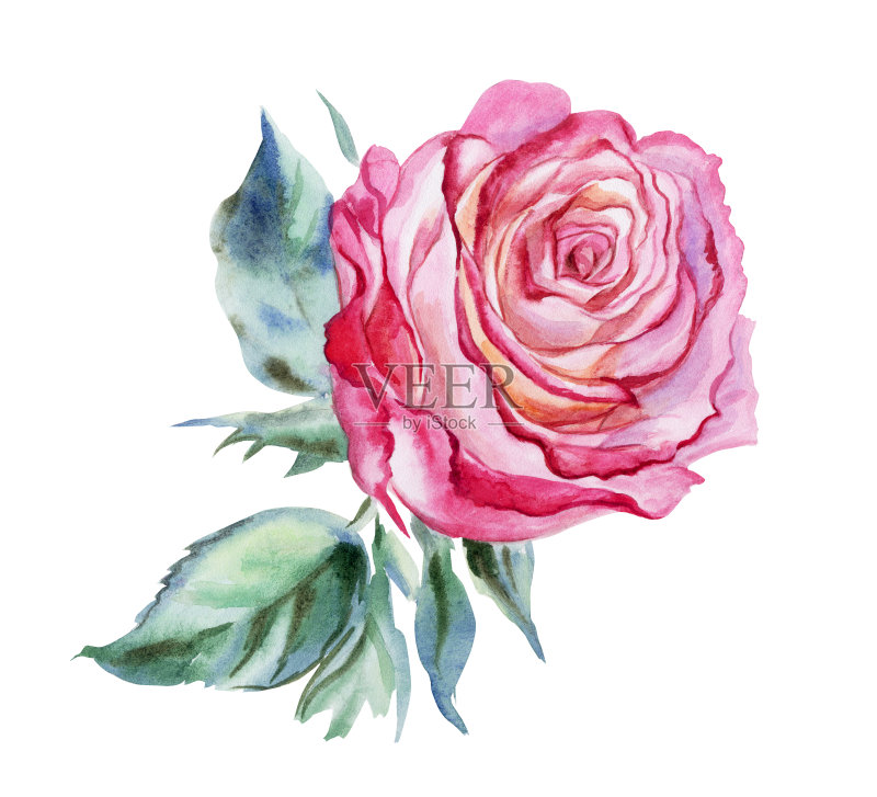 粉色玫瑰,水彩。正版插画素材
