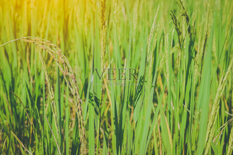 阳光明媚的日子里，绿色稻穗的特写正版图片素材