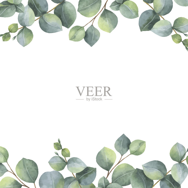 水彩向量绿色花卡与银元桉树的叶子和树枝孤立在白色的背景。正版元素素材