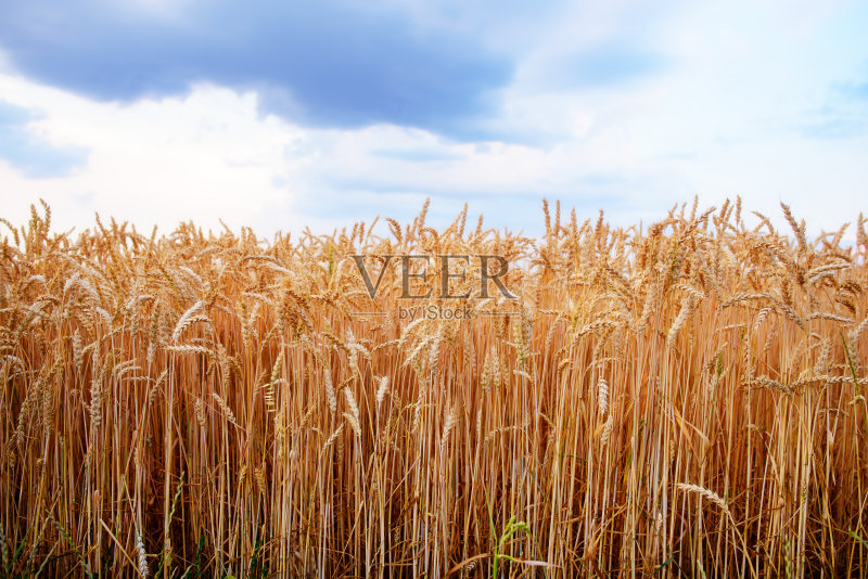空旷的乡村道路穿过麦田正版图片素材