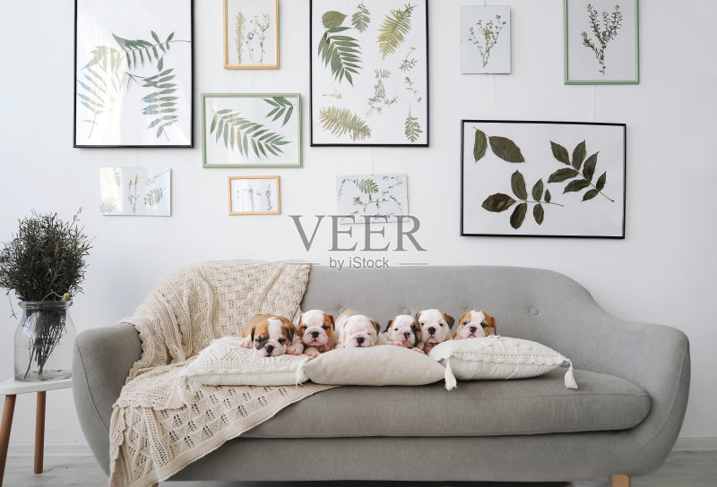 六只英国斗牛犬小狗坐在房间里灰色的沙发上。正版图片素材