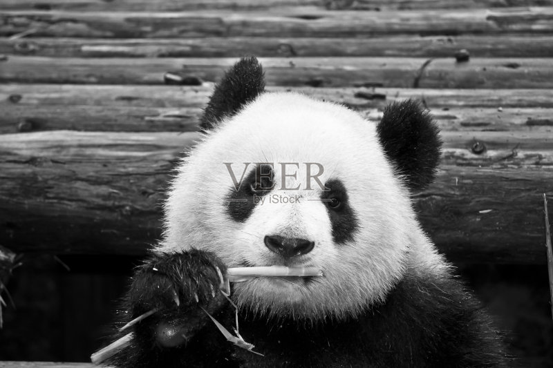 总有一天正版图片素材