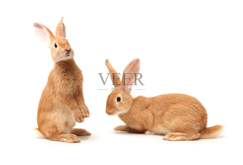 兔子孤立在白色背景正版图片素材