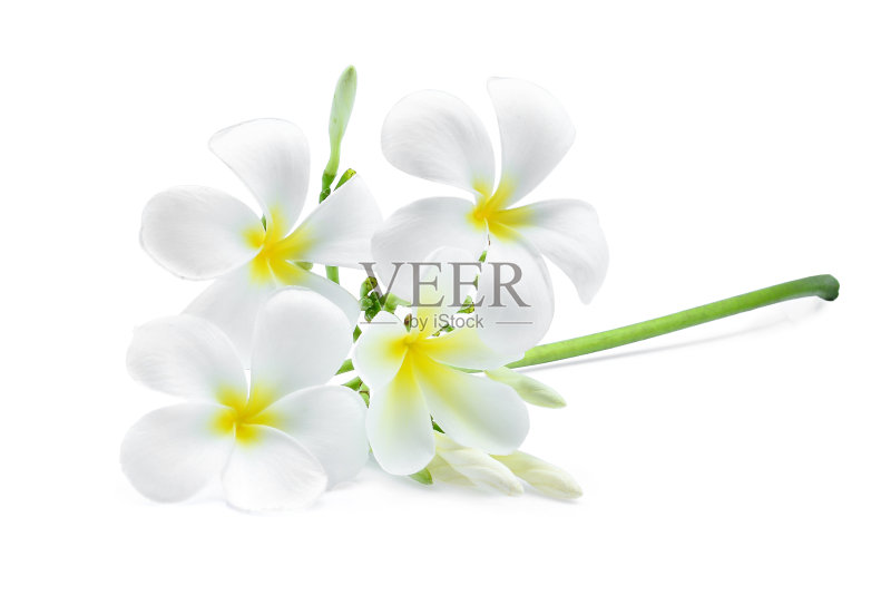 白色鸡蛋花(鸡蛋花)花孤立在白色背景上正版图片素材