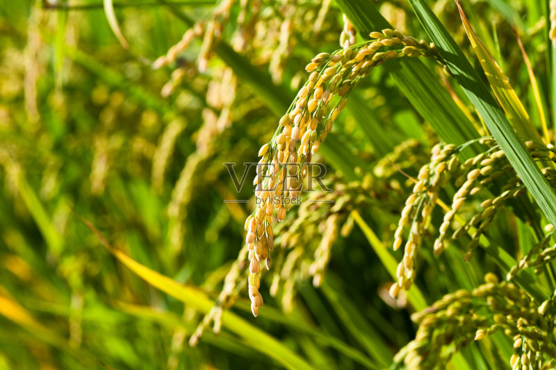 韩国夏天绿油油的稻田正版图片素材